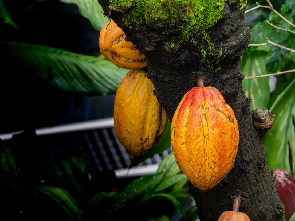 Ripe cocoa pods growing on a cocoa tree